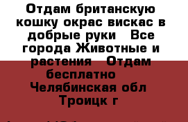 Отдам британскую кошку окрас вискас в добрые руки - Все города Животные и растения » Отдам бесплатно   . Челябинская обл.,Троицк г.